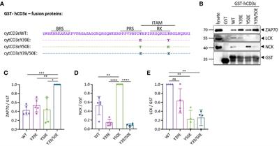 Phospho-mimetic CD3ε variants prevent TCR and CAR signaling